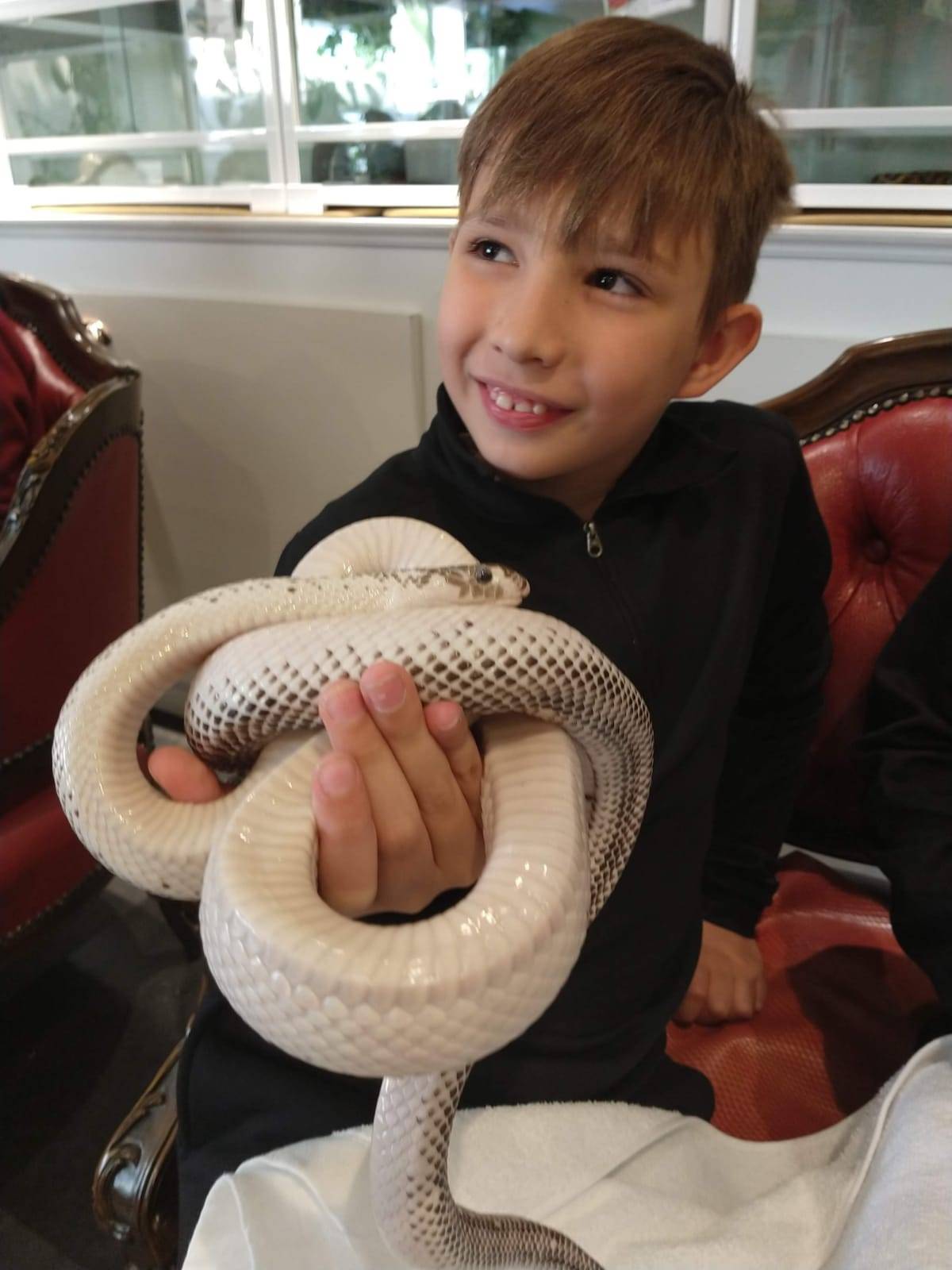 Animal Caffe Snake